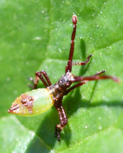 Gonocerus acuteangulatus